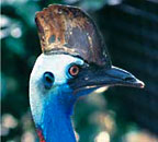 CASSOWARY
