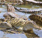 CROCODILE FARM TOUR