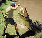 CROC FEEDING