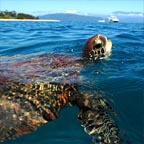 REGULAR TURTLE SIGHTINGS