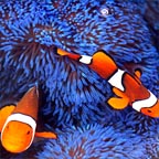 DIVERSE MARINE LIFE
