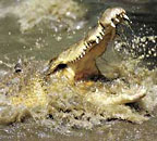 CROC ATTACK SHOW