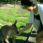 HAND FEED KANGAROOS