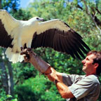 WILDLIFE DISPLAYS