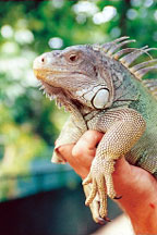 EXOTIC SNAKES & LIZARDS