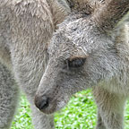 OBSERVE WILDLIFE UP CLOSE