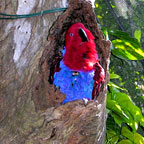 RAINFOREST HABITAT