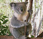 VIEW KOALAS