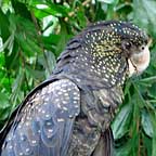 BIRDWORLD