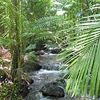 DAINTREE RAINFOREST