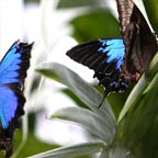ULTIMATE KURANDA EXPERIENCE