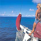 EXPERIENCE SAILING THE REEF