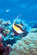 3 DAY PADI REFERRAL PROGRAM