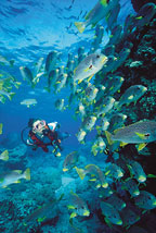 5 FUN DIVES
