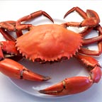 POPULAR MUDCRAB