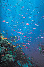 FINISH YOUR DIVE COURSE ON THE GREAT BARRIER REEF
