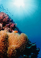 WARM TROPICAL WATERS