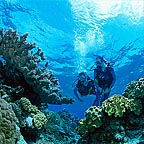 PLEASURE DIVES