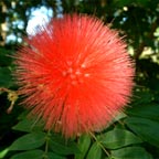 VISIT THE BOTANIC GARDENS