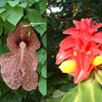 VIEW SPECTACULAR TROPICAL VEGETATION