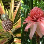 FLORA & FAUNA