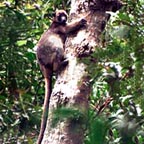 TREE KANGAROO