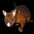 POSSUM