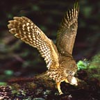 BOOBOOK  OWL