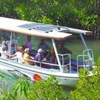 DAINTREE RIVER CRUISE