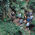 RAINFOREST BOARDWALKS