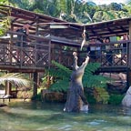 VIEW THE LARGEST SALTWATER CROC IN CAPTIVITY
