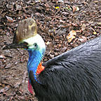 CASSOWARY