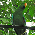 STROLL AMONGST BIRDS & WILDLIFE