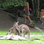 HAND FEED KANGAROOS