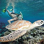 REGULAR TURTLE SIGHTINGS