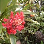 TROPICAL PLANTS