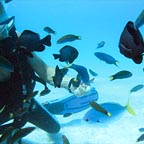 SCUBA DIVING AT THE REEF