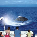 MINKE WHALE PERMITS