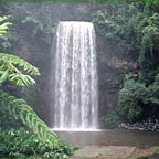 MILLAA MILLAA FALLS