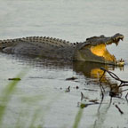 CROCODILES IN THEIR NATURAL ENVIRONMENT
