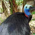CASSOWARY
