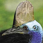 CASSOWARY