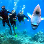 INCLUDES INTRO OR CERTIFIED DIVE