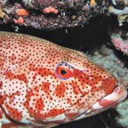 16 EXCLUSIVE REEF LOCATIONS