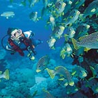 11 DIVES INCLUDED