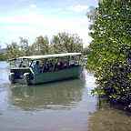 DAINTREE RIVER CRUISE