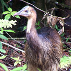 CASSOWARY CHICK
