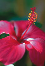 DESIGNED TO BLEND IN WITH BEAUTY