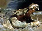 JOHNSTONE RIVER CROCODILE FARM