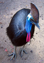 RARE CASSOWARY